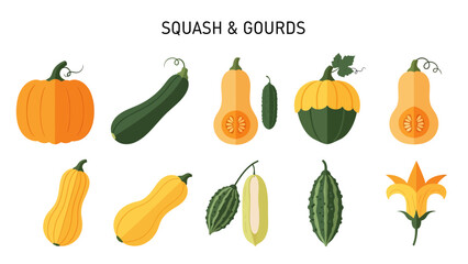 Illustration of ten different squashes and gourds including a pumpkin and zucchini © Faisal