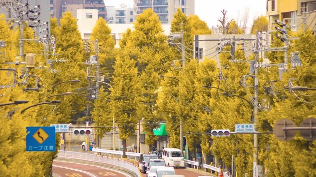 A timelapse of traffic jam at the yellow gingko street in Tokyo telephoto shot