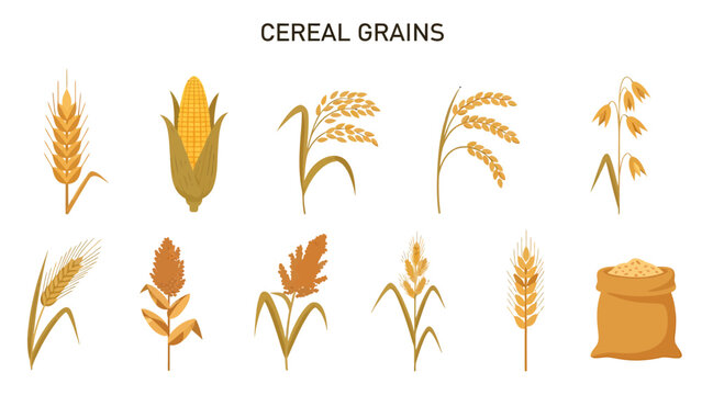 Illustration of various cereal grains including wheat corn rice oats and sorghum plus a sack of grain