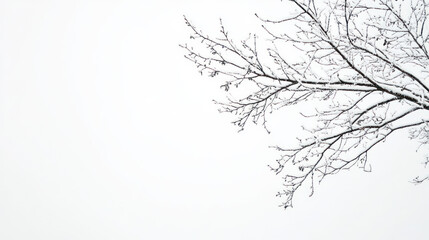 Isolated branches of a tree in snow on transparent background