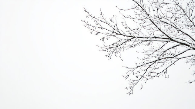 Isolated branches of a tree in snow on transparent background