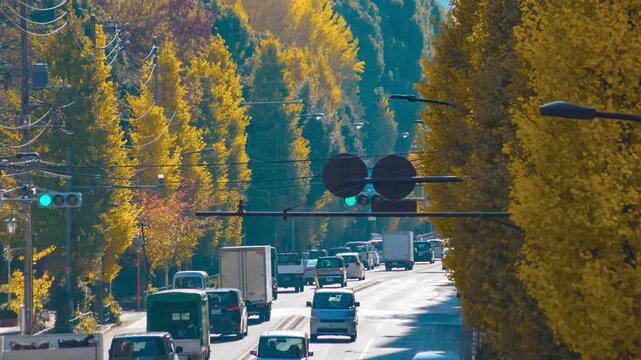 A timelapse of traffic jam at the yellow gingko street in Tokyo telephoto shot