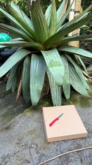 Cardboard Box with Red Knife Under Large Bromeliad Plant