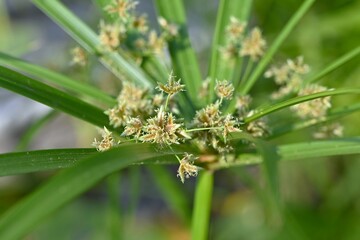 Cyperus alternifolius ( Umbrella papyrus ). Cyperaceae perennial native to Madagascar. Numerous bracts from the tip of the stem and bear spikelets.