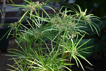 Cyperus alternifolius ( Umbrella papyrus ). Cyperaceae perennial native to Madagascar. Numerous bracts from the tip of the stem and bear spikelets.