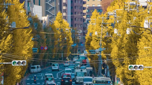A timelapse of traffic jam at the yellow gingko street in Tokyo telephoto shot