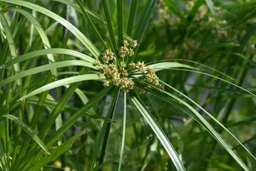 Cyperus alternifolius ( Umbrella papyrus ). Cyperaceae perennial native to Madagascar. Numerous bracts from the tip of the stem and bear spikelets.