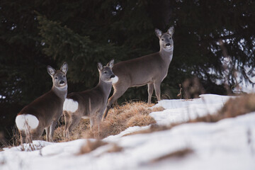 a roedeer female with his fawns in the mountain forest at a winter day, in the hohe tauern national park in austria © DoreenB. Photography