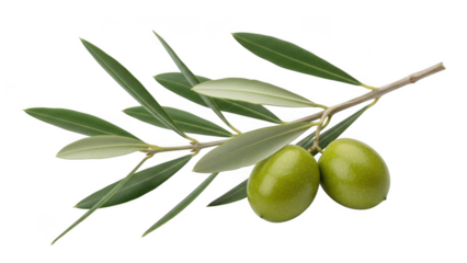Olive branch with olives isolated on transparent background