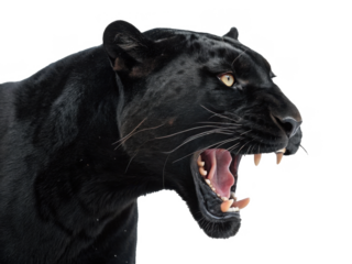 Strikingly detailed and powerfully muscular black panther with sleek, short fur and piercing amber eyes, captured in a ferocious roar displaying sharp canine, isolated on transparent background.