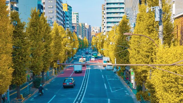 A timelapse of traffic jam at the yellow gingko street in Tokyo zoom
