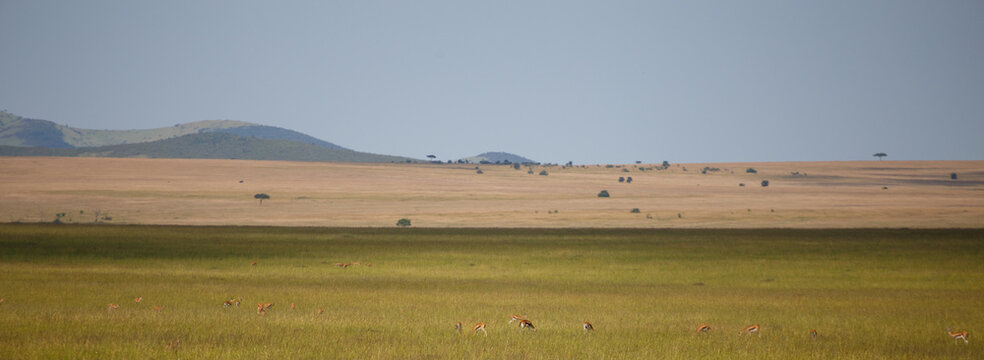 Manada de gacelas Thompson pastando en la inmensa llanura de la Reserva Nacional Mas&aacute;i Mara en Kenia, &Aacute;frica.