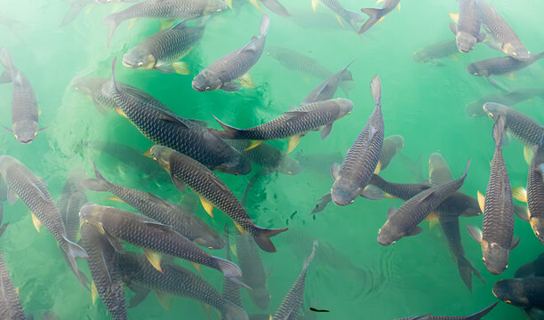 There are many Japanese carp fish swimming in the water. Fish farm. The pond is teeming with a school of large fish.