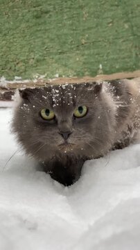 Fluffy Gray Cat Peeking Under a Green Wooden Fence in the Snow