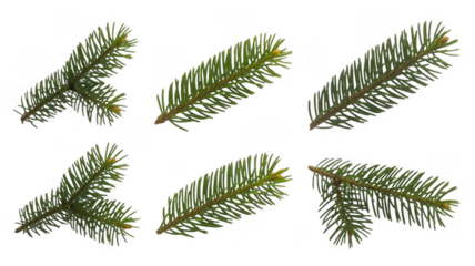 Collection of pine needle clusters