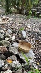 Woven Offering Basket on Rocks in a Tropical Forest Setting