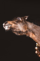 Pferd / weihnachtlich
