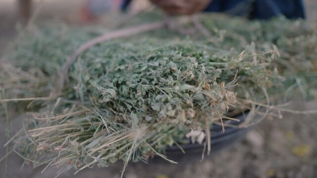 Close view of dried fodder bundle used in traditional rural farming