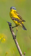 Fototapeta premium Small yellow bird perched on a branch