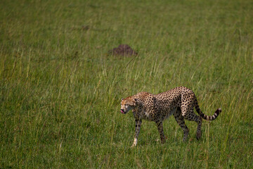 Guepardo caminando por la sabana de Masái Mara en blanco y negro, Kenia, África.
