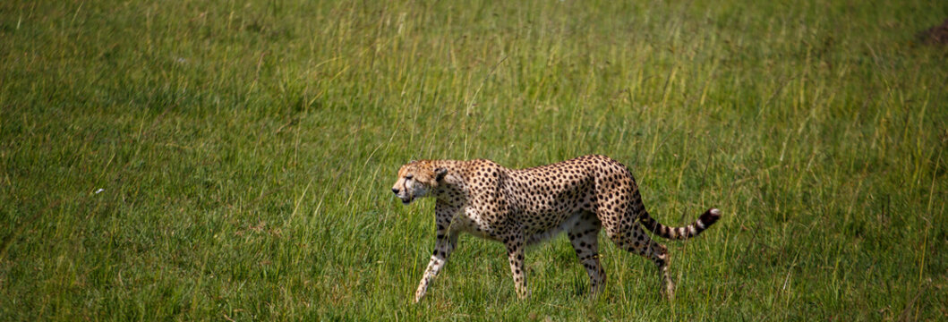 Guepardo caminando por la sabana de Mas&aacute;i Mara en blanco y negro, Kenia, &Aacute;frica.