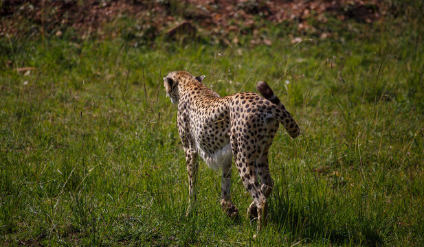Guepardo caminando por la sabana de Mas&aacute;i Mara en blanco y negro, Kenia, &Aacute;frica.