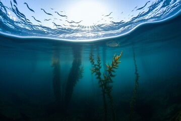 Sunlit Underwater Kelp Forest