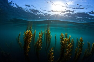 Sunlit Underwater Kelp Forest