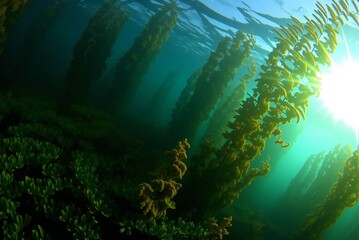 Sunlit Underwater Kelp Forest