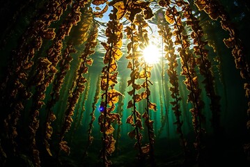 Sunlit Underwater Kelp Forest