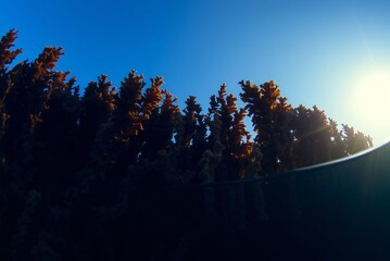 Sunlit Underwater Kelp Forest