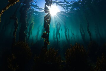 Sunlit Underwater Kelp Forest