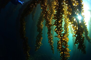 Sunlit Underwater Kelp Forest