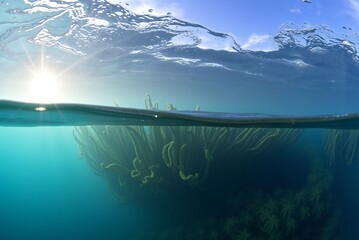 Sunlit Underwater Kelp Forest