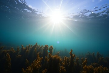Sunlit Underwater Kelp Forest