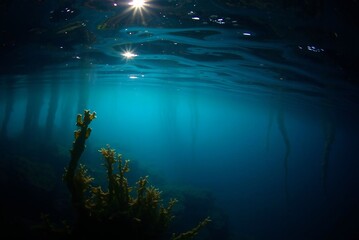 Sunlit Underwater Kelp Forest