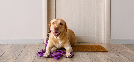 Plakat Funny Labrador dog with leash waiting for walk near wooden door at home