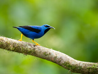 Obraz premium Rotfußhonigsauger (Cyanerpes cyaneus)