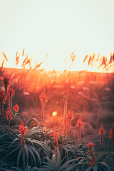 Aloe-Bl&uuml;ten im goldenen Abendlicht einer trockenen Landschaft