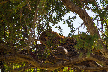 Fototapeta premium Leopardo africano oculto entre el denso follaje de un árbol en la Reserva Masái Mara, Kenia