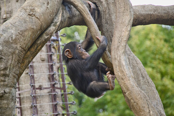 チンパンジーの子供