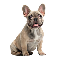 Fototapeta premium A charming, fawn-colored French Bulldog puppy with expressive, dark eyes and a slightly open mouth displaying a pink tongue, sits attentively in a studio setting, isolated on transparent background.