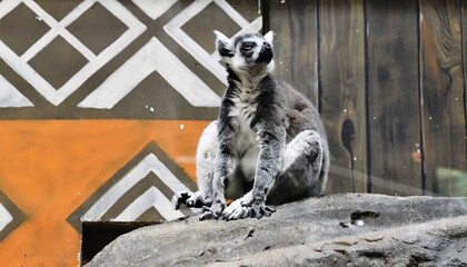 exotic monkeys in nature