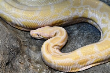 exotic snake reticulated python