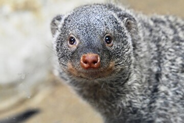 portrait of a meerkat