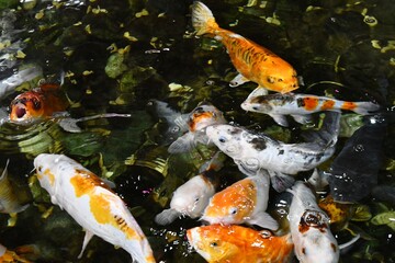goldfish in aquarium