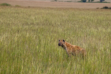 Fototapeta premium Hiena manchada caminando entre la maleza de la sabana, Reserva Masái Mara, Kenia