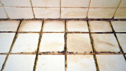 Black mold caused by dirt and dampness. Close-up of black mold on bathroom floor. 
