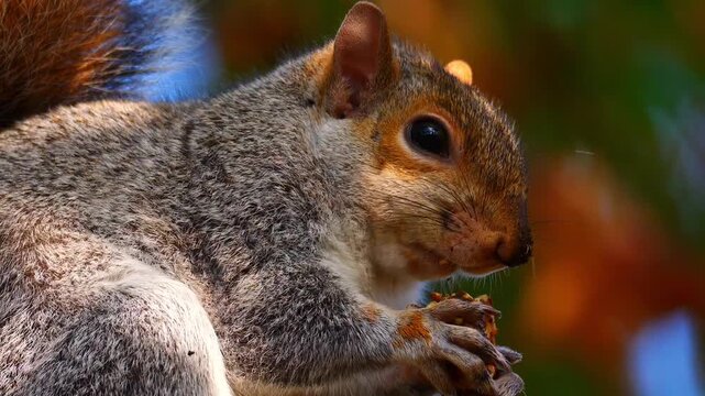 American Grey Squirrel Eating a Nut Close Up 