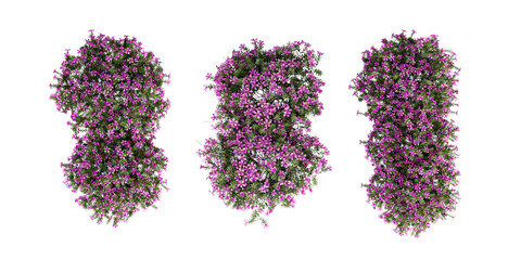 Top view purple flowers isolated on white background. Thymus serpyllum shurbs isolated on white